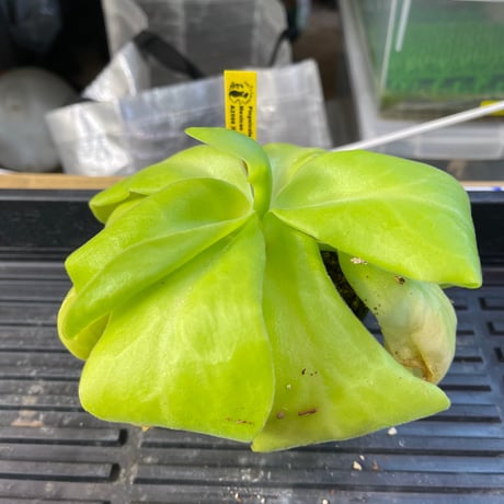 あびんこ　食虫植物　2点　送料無料　メルカリ便 2025年最新】食虫植物の人気アイテム - メルカリ