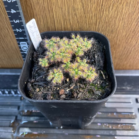 Heli's Garden