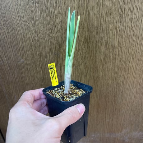 ブロメリア | STORES