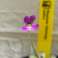 092 Pinguicula tolantongo