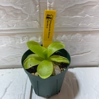 081 Pinguicula ibarrae