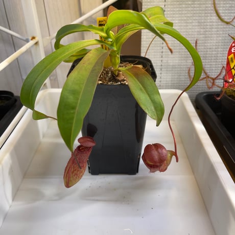 ネペンテス | STORES