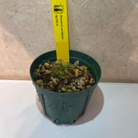 049 Drosera roraimae