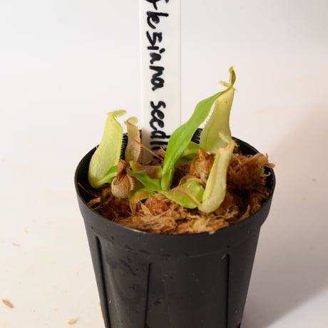 nepenthes | STORES