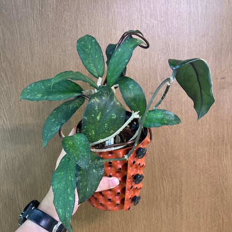 自己主張する植物 Heli's Garden