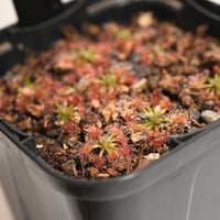 006 Drosera albonotata