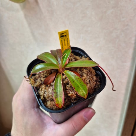 ネペンテス | STORES