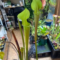 059 Sarracenia hyblid SARR25-0174 橋本園芸