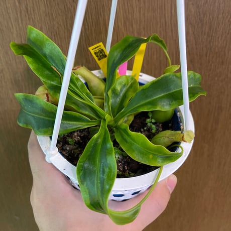 ネペンテス | STORES