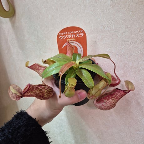 ネペンテス | STORES