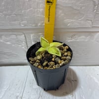 053 Pinguicula jackii