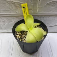 027 Pinguicula gigantea seedgrown