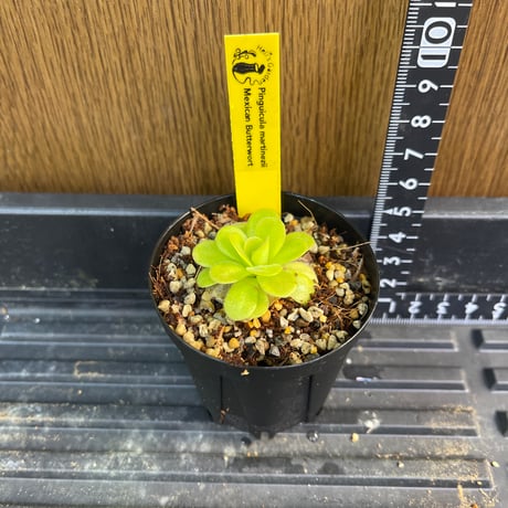 Heli's Garden
