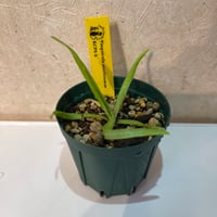 029 Pinguicula moctezumae