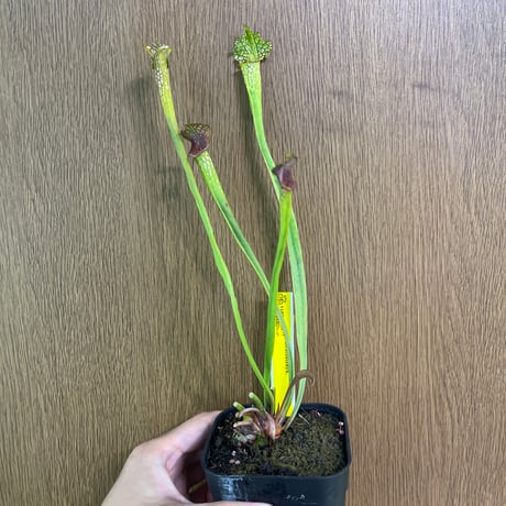 商品 | Heli's Garden