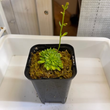 オージープランツ | STORES