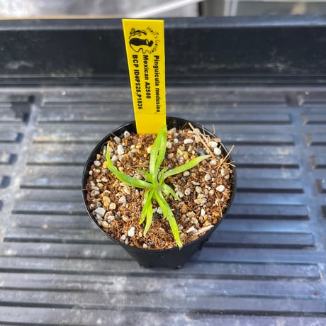 自己主張する植物 自己主張する植物