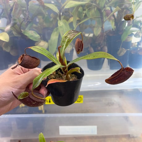 ネペンテス | STORES