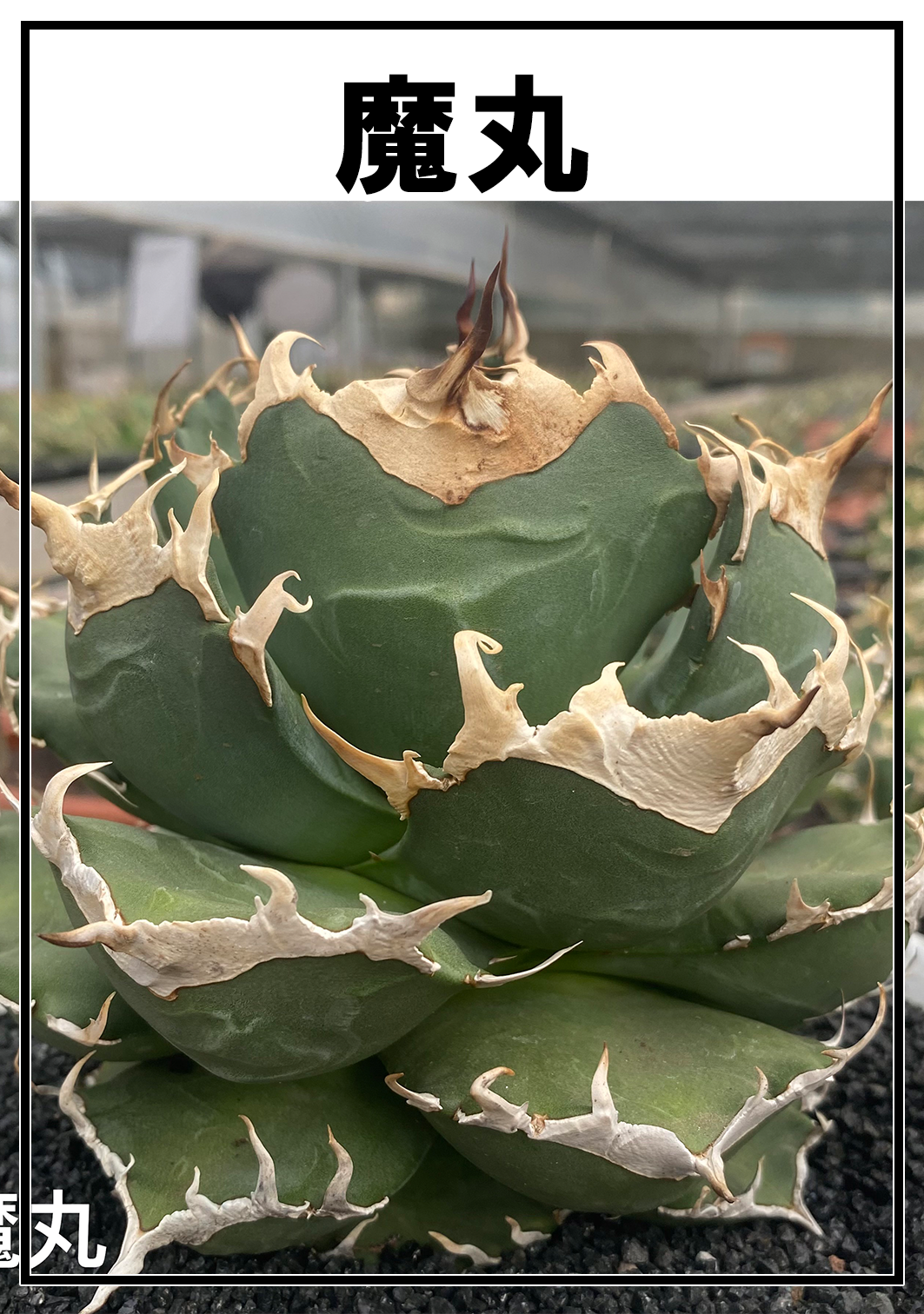 ✨SPECIAL PRICE第2弾✨ 魔丸 | A.GAVE