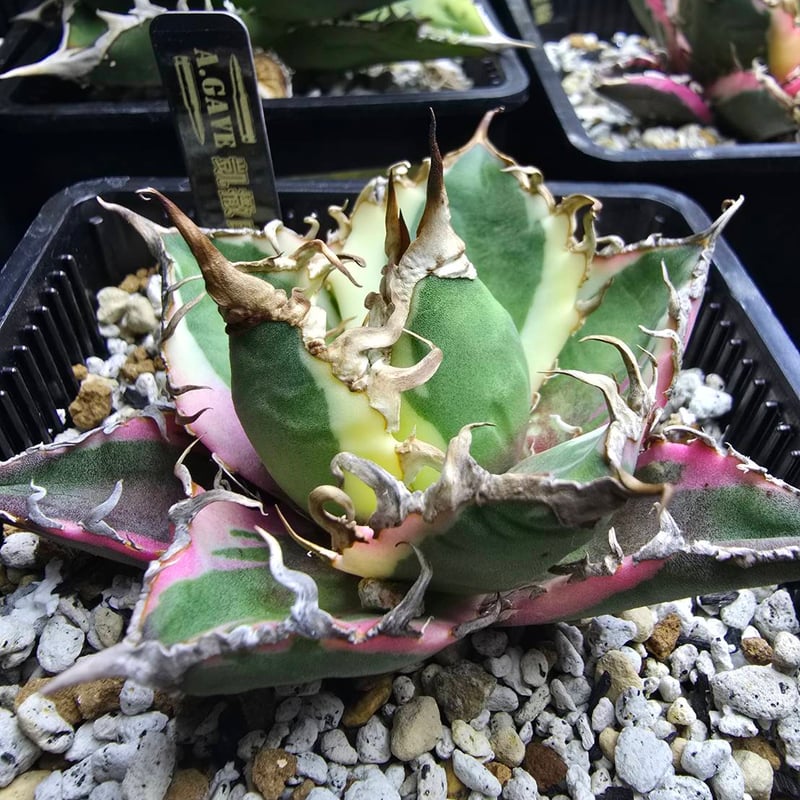 ✨SPECIAL PRICE✨シーザー錦 中株 | A.GAVE