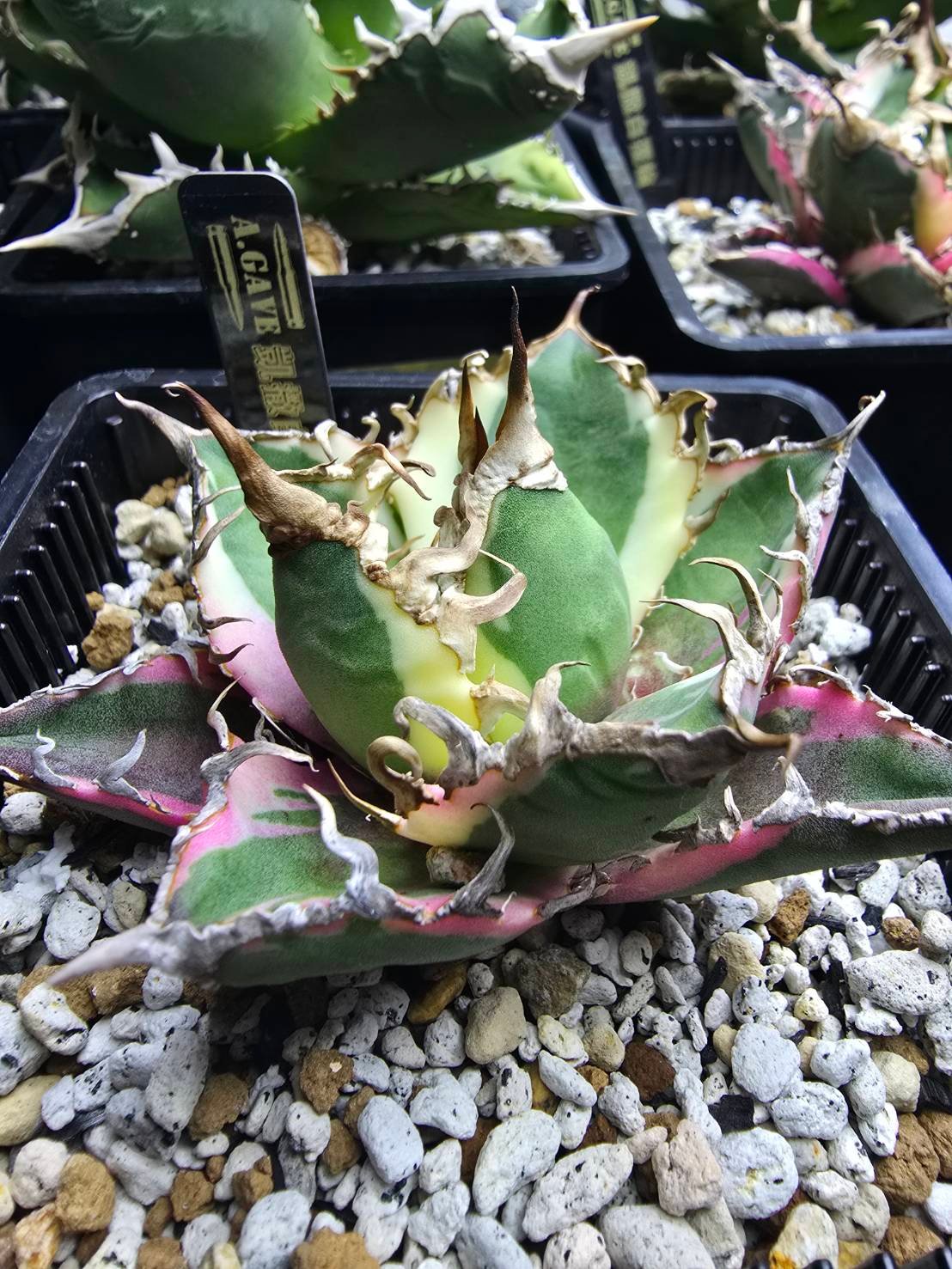 ✨SPECIAL PRICE✨シーザー錦 中株 | A.GAVE