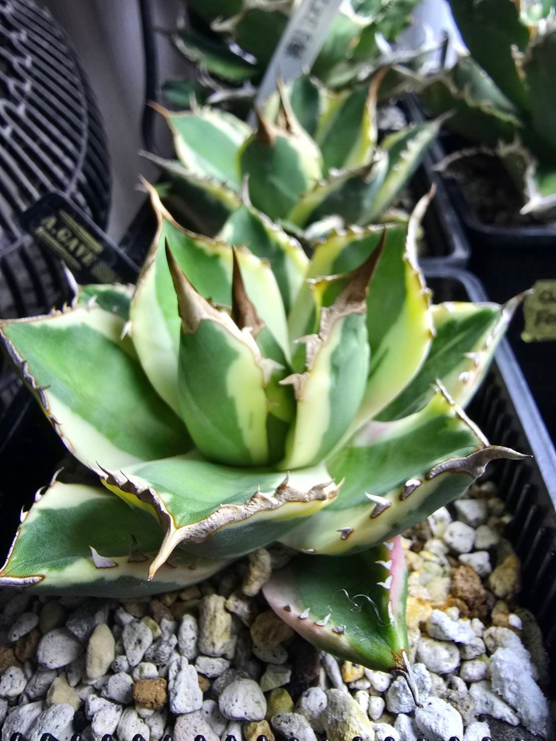 ✨SPECIAL PRICE✨スナグルトゥース 中株 | A.GAVE