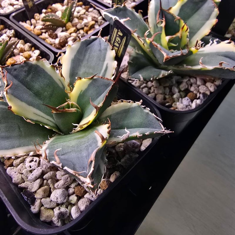 ✨SPECIAL PRICE✨白鯨錦 | A.GAVE