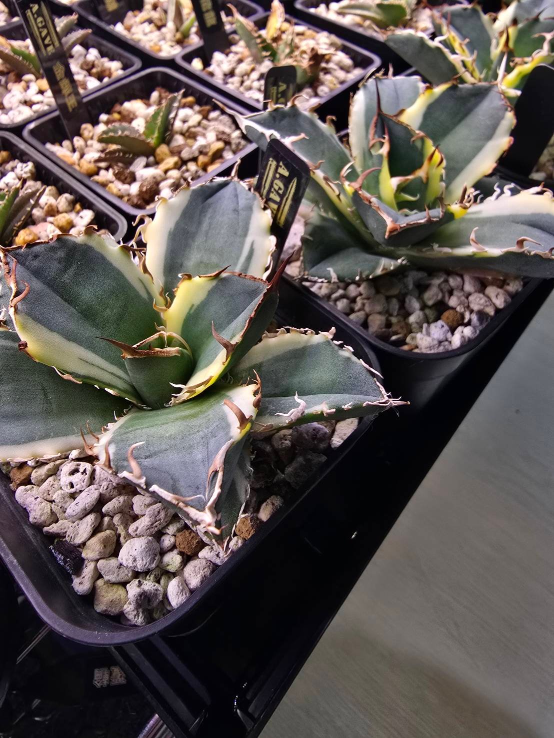 ✨SPECIAL PRICE✨白鯨錦 | A.GAVE