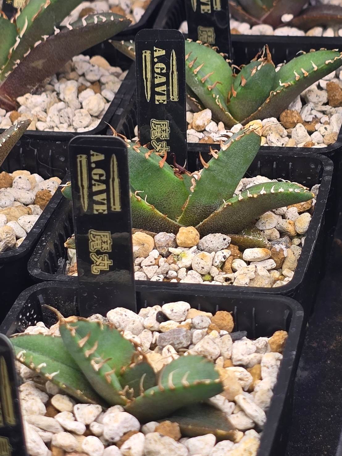 ✨SPECIAL PRICE第2弾✨ 魔丸 | A.GAVE