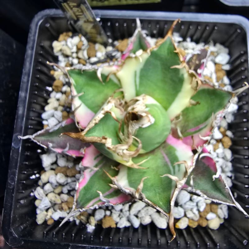 ✨SPECIAL PRICE✨シーザー錦 中株 | A.GAVE