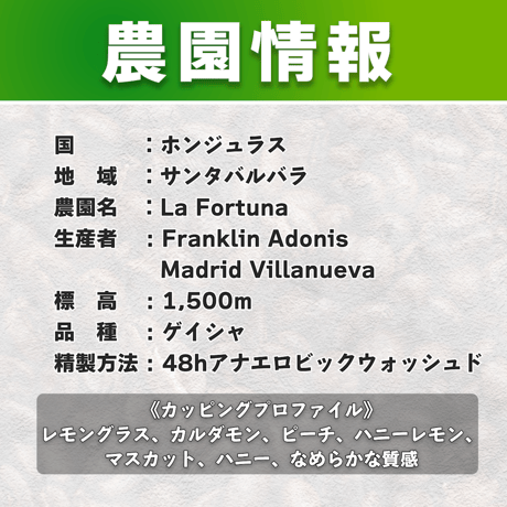 【浅煎り】ホンジュラス ラ・フォルトゥーナ農園 ゲイシャ種 48hアナエロビックウォッシュド (50g)