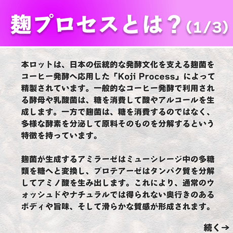 【浅煎り】コロンビア グランハ パライソ92 ストライプドブルボン種 P-19 KOJI PROCESS (50g)