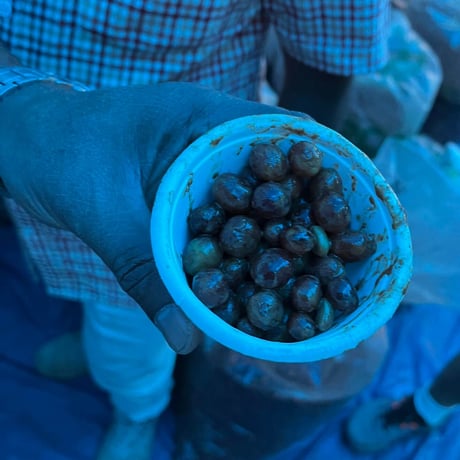 【浅煎り】インド アラクバレー ナノロット アナエロビックナチュラル (50g)