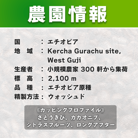 【中深煎り】シティローストモカ「ETHIOPIA GUJI GRACHU」(150g)