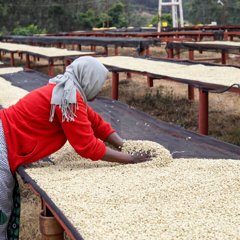 中深煎り】タンザニア バーグフリーデン農園FW (200g) | JUKUCY COFFEE