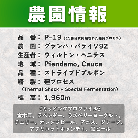 【浅煎り】コロンビア グランハ パライソ92 ストライプドブルボン種 P-19 KOJI PROCESS (50g)