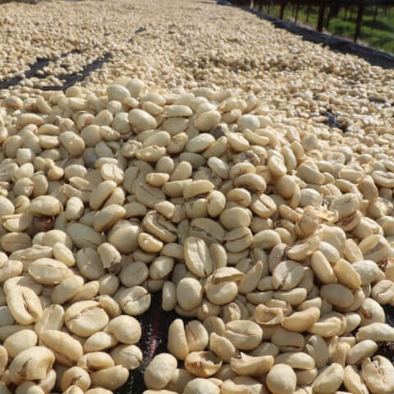 NEW】ケニア スングリファクトリー AA (100g) | JUKUCY COFFEE R