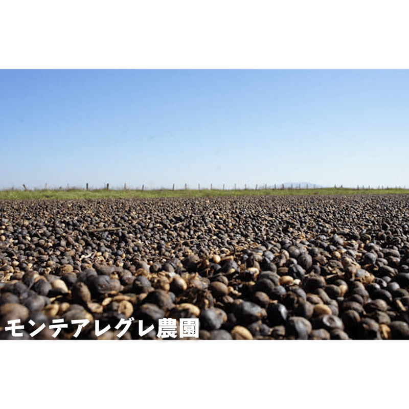 NATURAL】ブラジル モンテアレグレ農園ナチュラル(200g