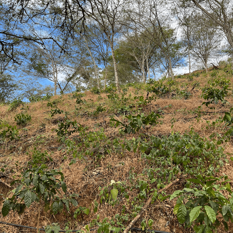 エクアドル エリザ農園 ゲイシャ アナエロビックウォッシュド (60g