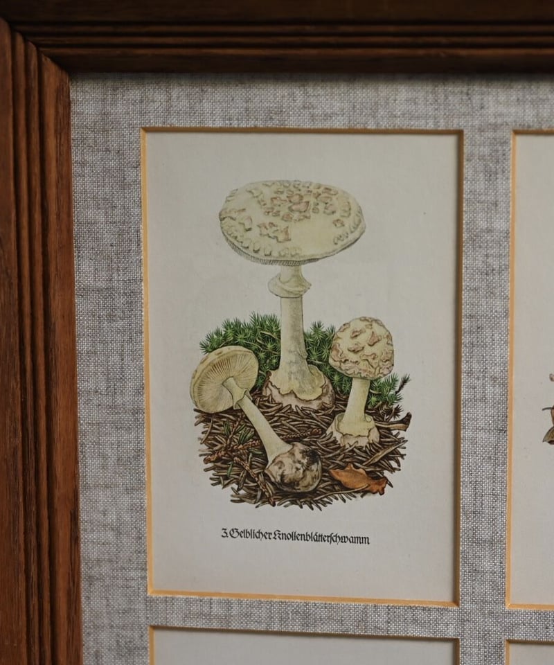 洋書 生物図鑑】イラスト付き図鑑 コラージュ素材 動物・植物