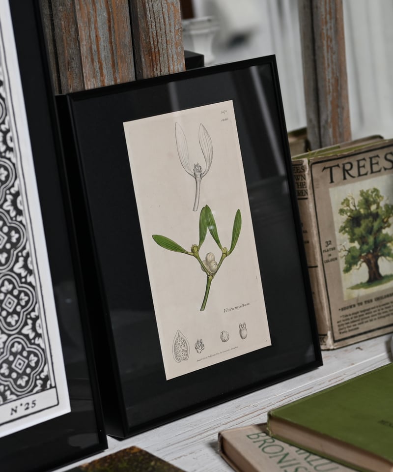 ヤドリギ | CUATRO CAMINOS