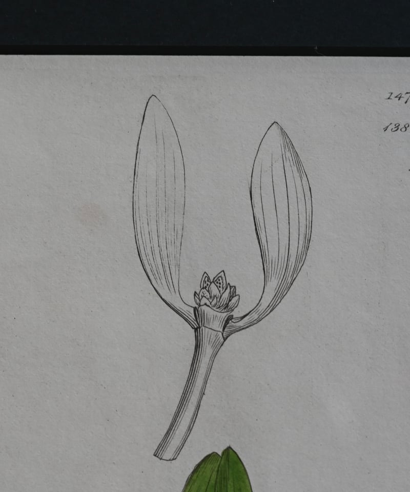 ヤドリギ | CUATRO CAMINOS