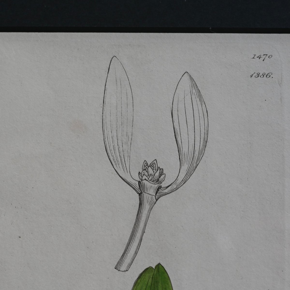 ヤドリギ | CUATRO CAMINOS