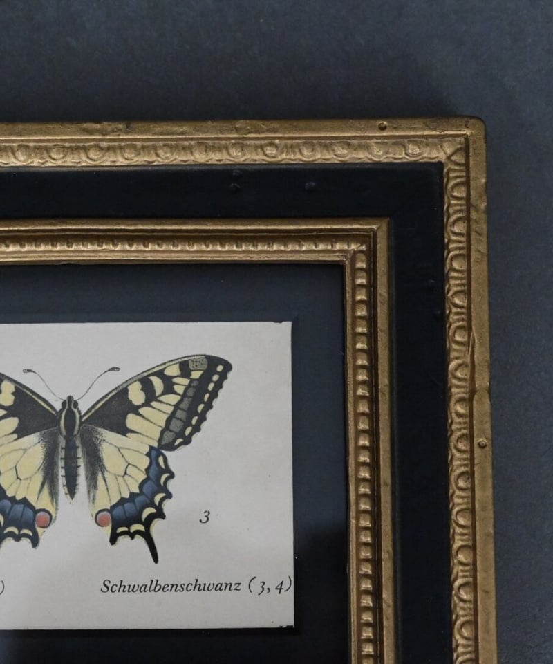 アゲハ蝶（ドイツ洋書／インゼル文庫） | CUATRO CAMINOS