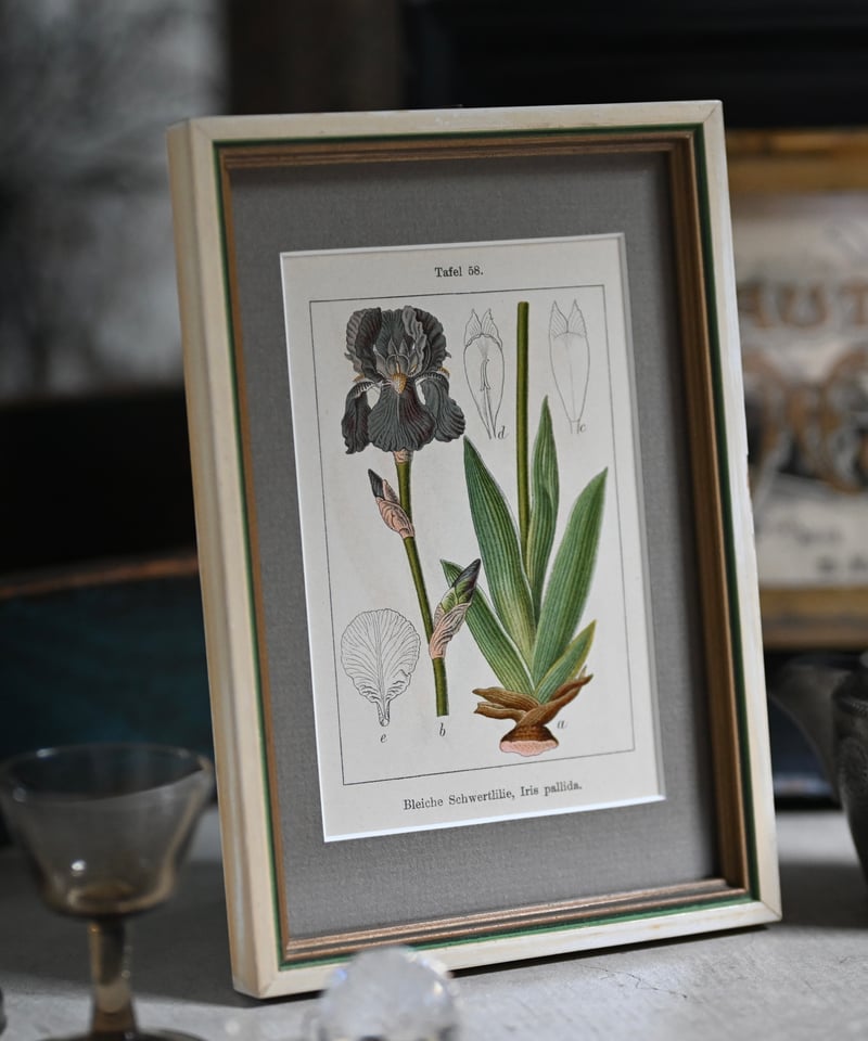 アイリス・パリダ | CUATRO CAMINOS