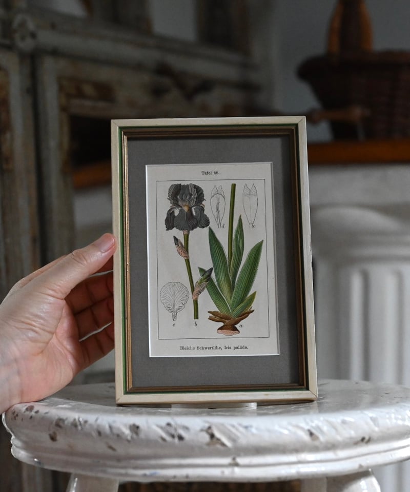 アイリス・パリダ | CUATRO CAMINOS