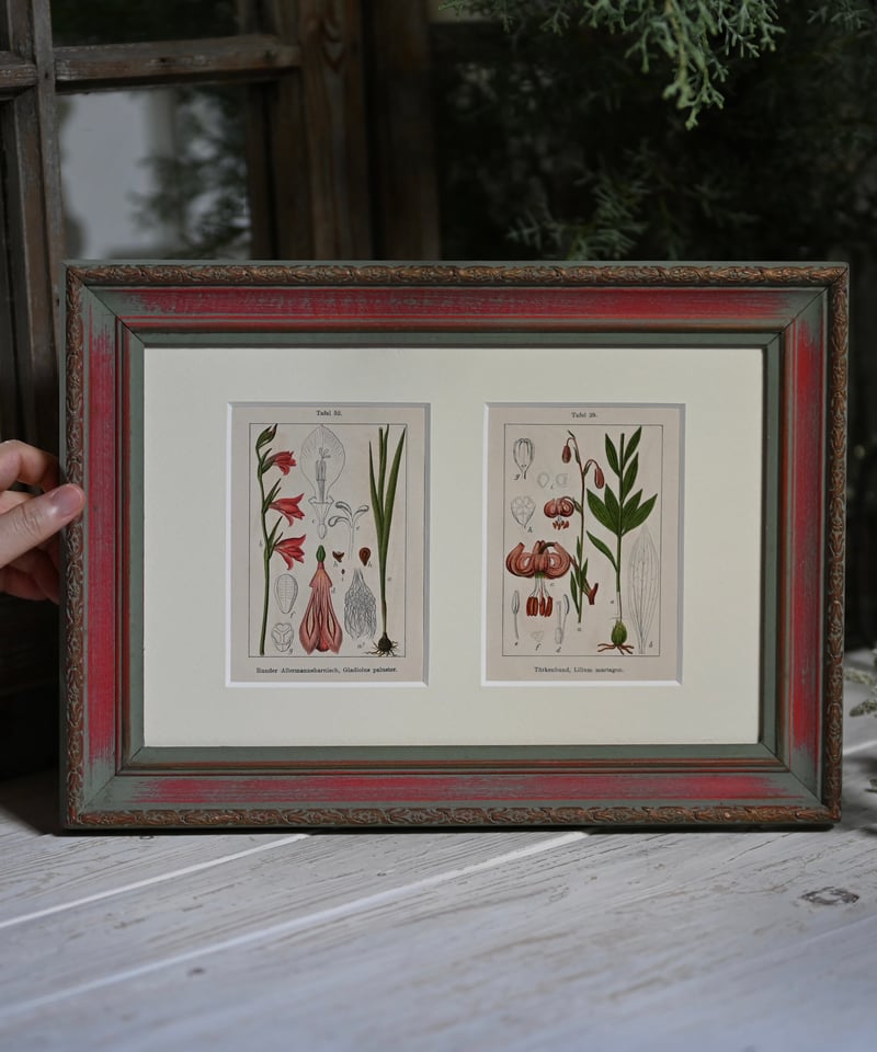 ボタニカルアート額縁絵　アンティーク ボタニカルアート 植物画 リトグラフ アンティーク 絵画 額 植物