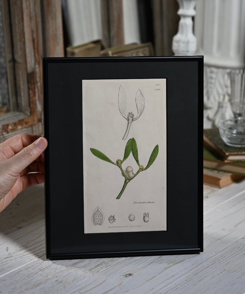 ヤドリギ | CUATRO CAMINOS