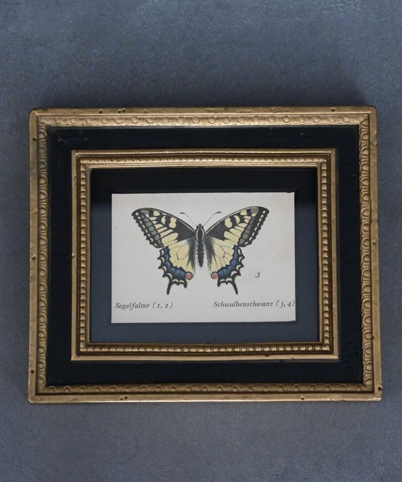 アゲハ蝶（ドイツ洋書／インゼル文庫） | CUATRO CAMINOS