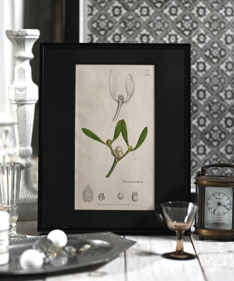 ヤドリギ | CUATRO CAMINOS